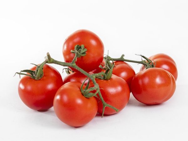 tomate.rama .01.jpg