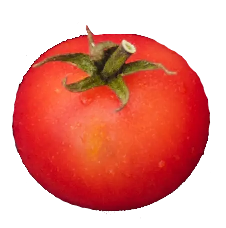 tomates y hojas de albahaca sobre fondo blanco