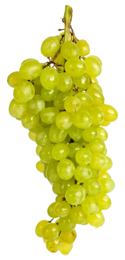 uvas blancas